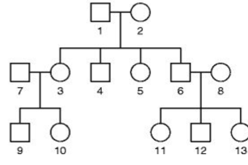 Ví dụ về biểu đồ gia đình mở rộng phức tạp